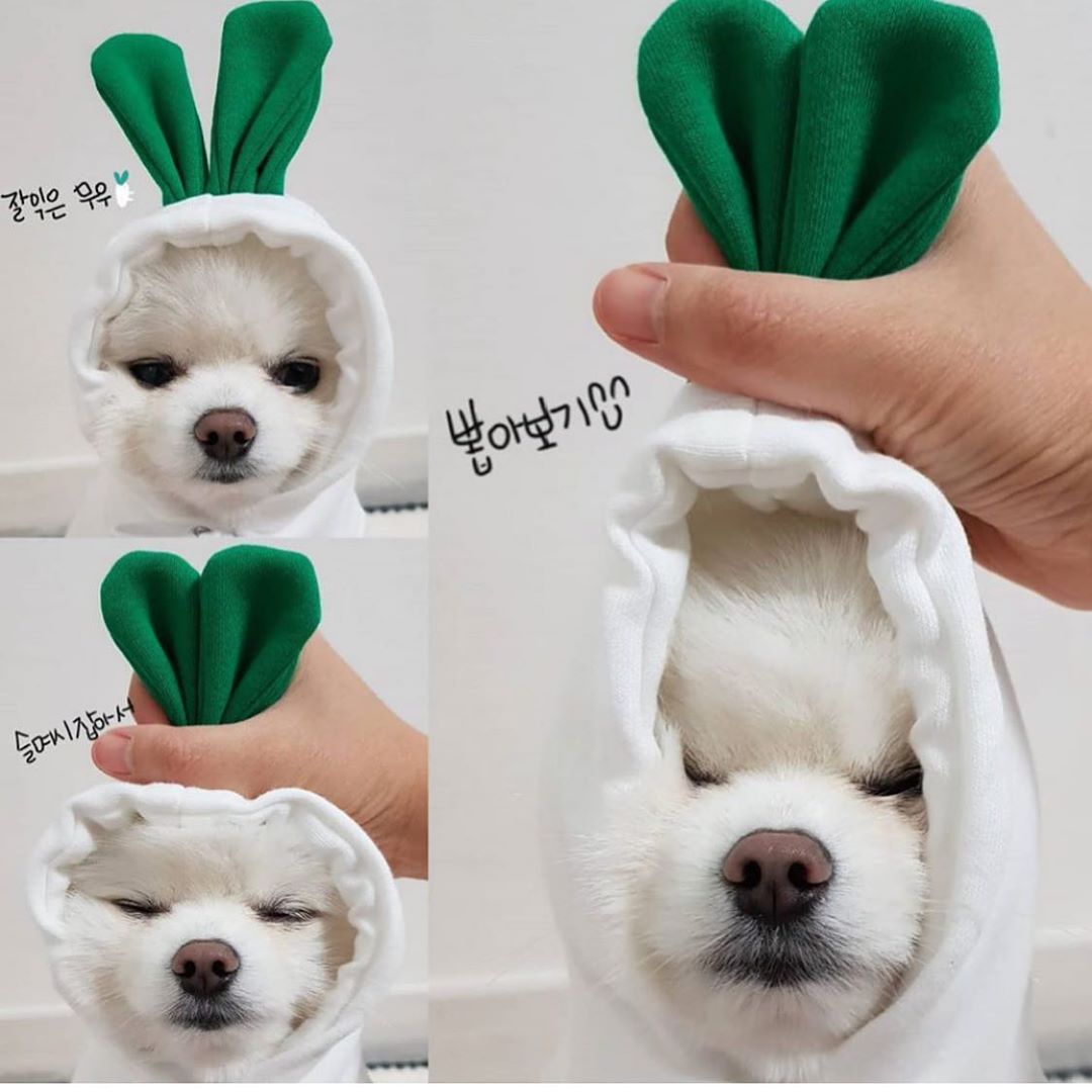 Cute Novelty Dog Hoodie Sweater | Fruit Print Drawstring Coat for Small Dogs