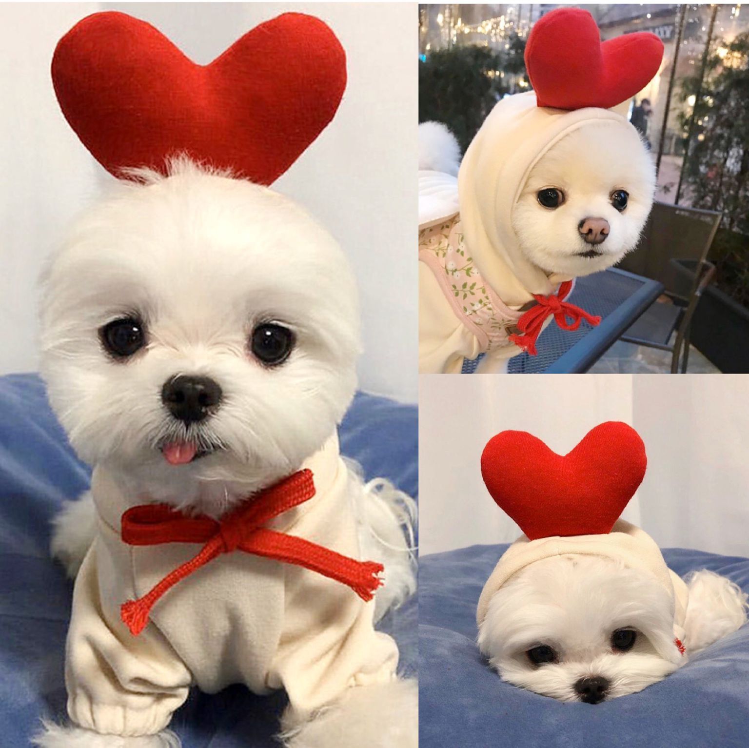 Cute Novelty Dog Hoodie Sweater | Fruit Print Drawstring Coat for Small Dogs
