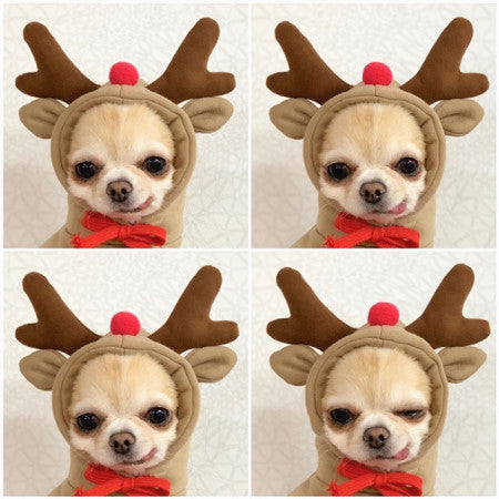 Cute Novelty Dog Hoodie Sweater | Fruit Print Drawstring Coat for Small Dogs