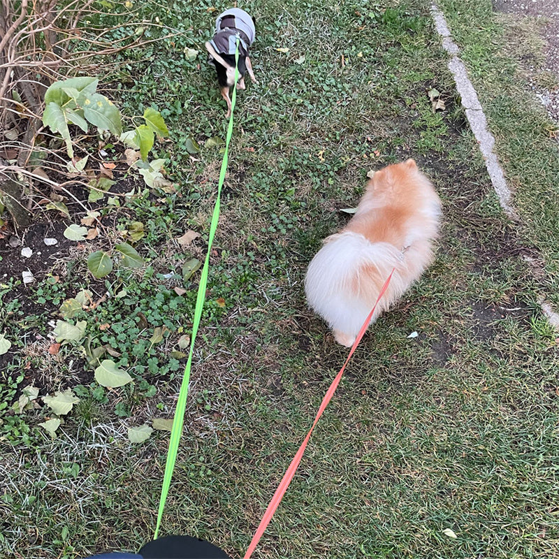 Dual Retractable Dog Lead | 3m Two-Dog Leash with Torch & Poop Bag Holder