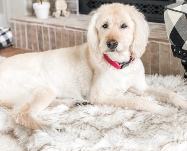 Plush Pet Mat | Dog & Cat Bed | 4 Sizes